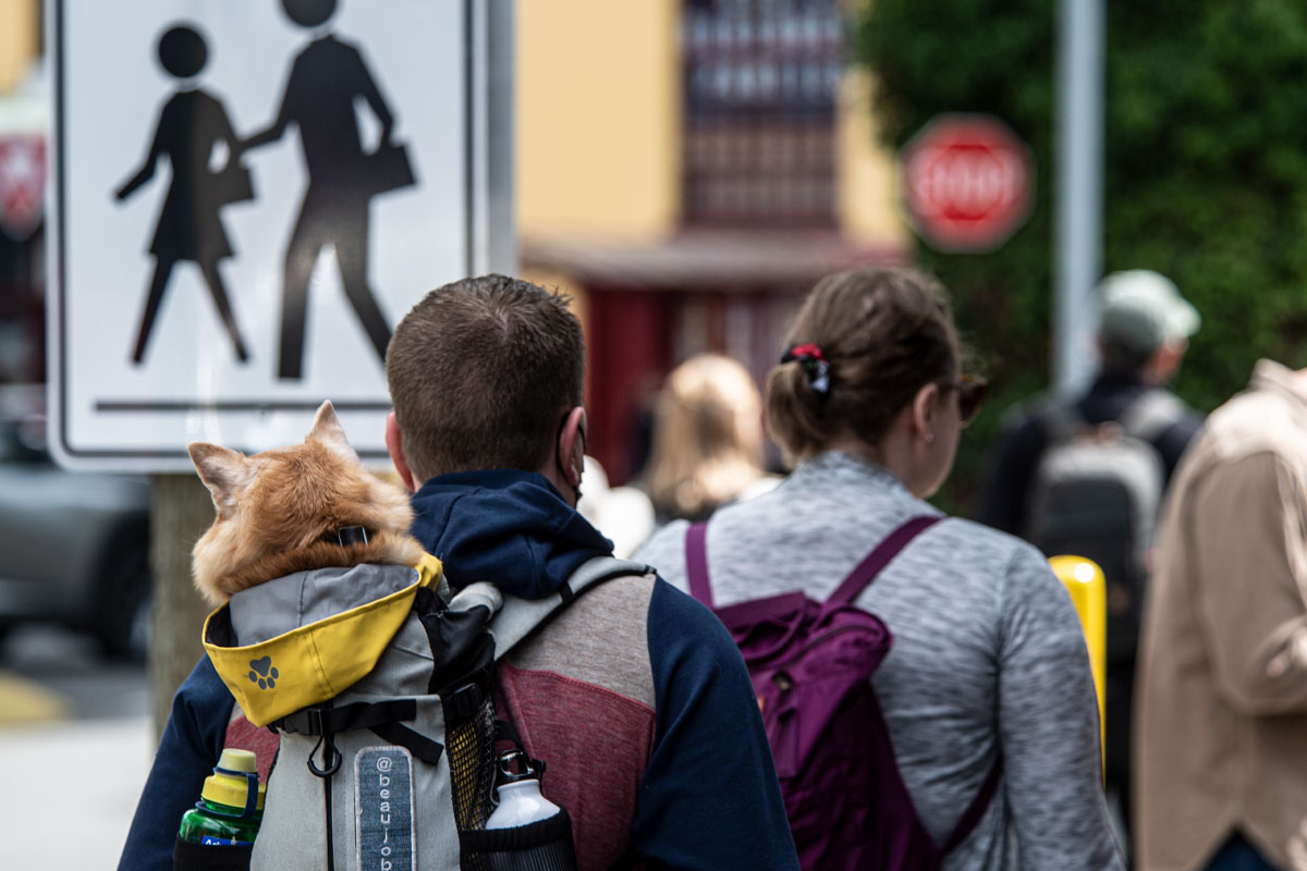 bigsnit's tweet photo. Dog walking.  #granvilleisland #doginabag #backpack #canine #dogwalking #nikon #dogsofinstagram https://t.co/vBKq5zkV0n