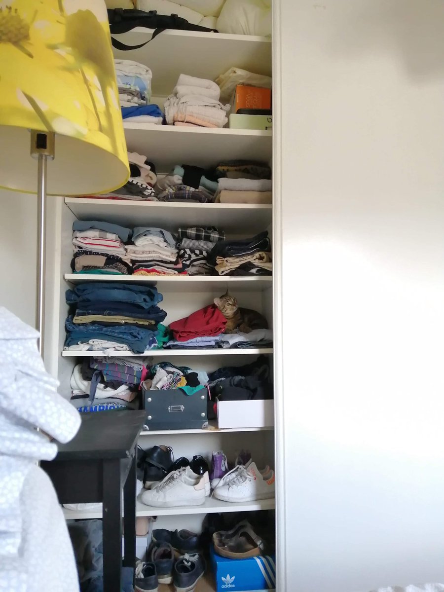 LilMeAndMyCat's tweet photo. Let’s play a game of where’s Waldo featuring Mischa pussycat ! #teamcats #CatsOfTwitter #catboyArmy #Growingkitten https://t.co/e6BVTAYDvz
