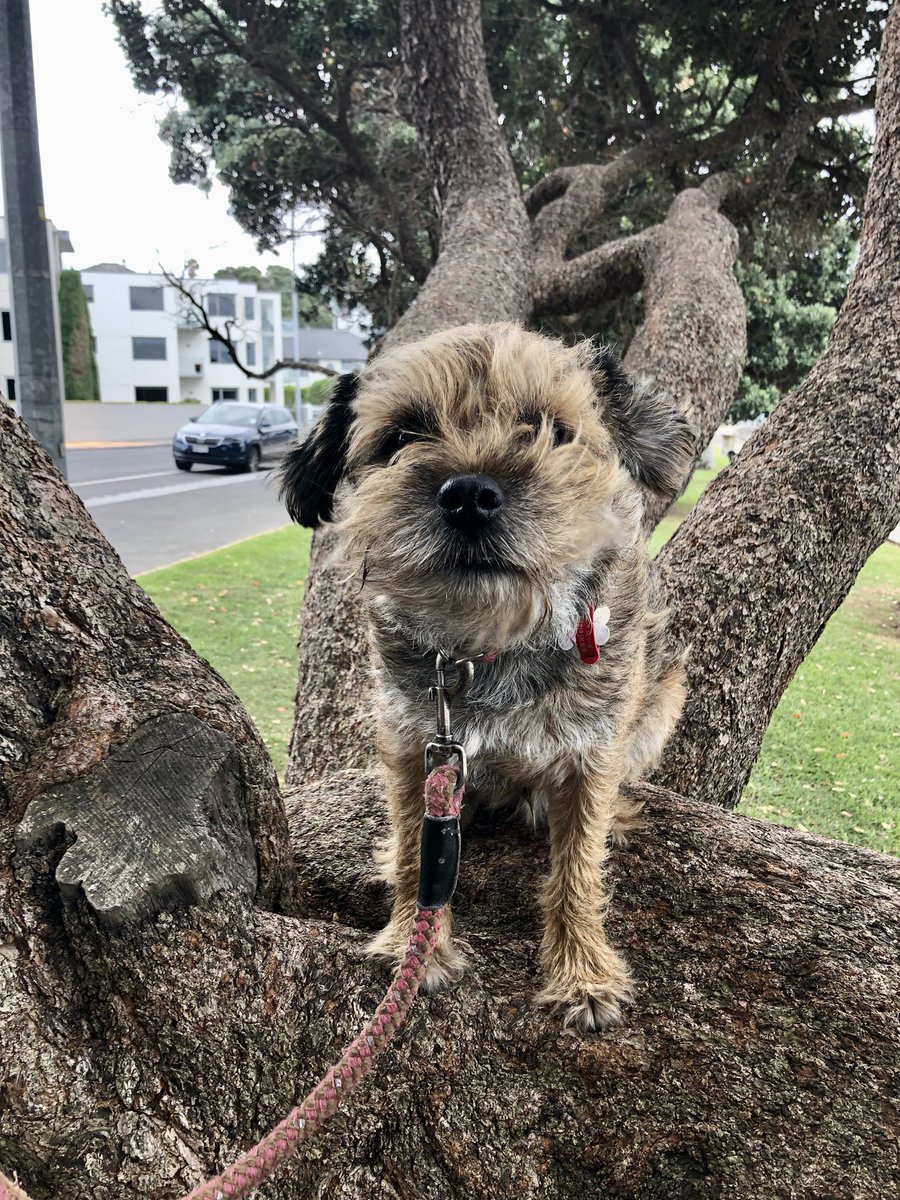 MossTheBT's tweet photo. Been taking inspiration from @Bertie_the_BT n doing a spot of tree climbing #flapsup #clearedfortakeoff https://t.co/IfvFEjHGXy