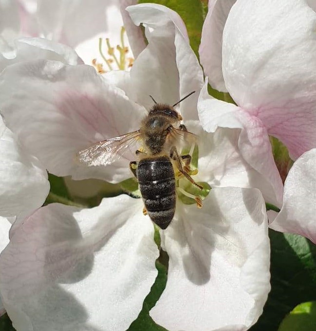 ERA-Net <a href="/suscrop/">SusCrop ERA-NET</a> #video'kilpailu: Mitä #KESTÄVÄ #KASVINTUOTANTO merkitsee sinulle #opiskelija #koululainen #opettaja #viljelijä #tutkija #taitelija #arkkitehti ja kuka vaan! Ohjeet suscrop.eu/video-contest-… <a href="/LukeFinland/">Luonnonvarakeskus</a> <a href="/mmm_fi/">MMM</a> #maatalous #ruoantuotanto #kestävyys #monimuotoisuus