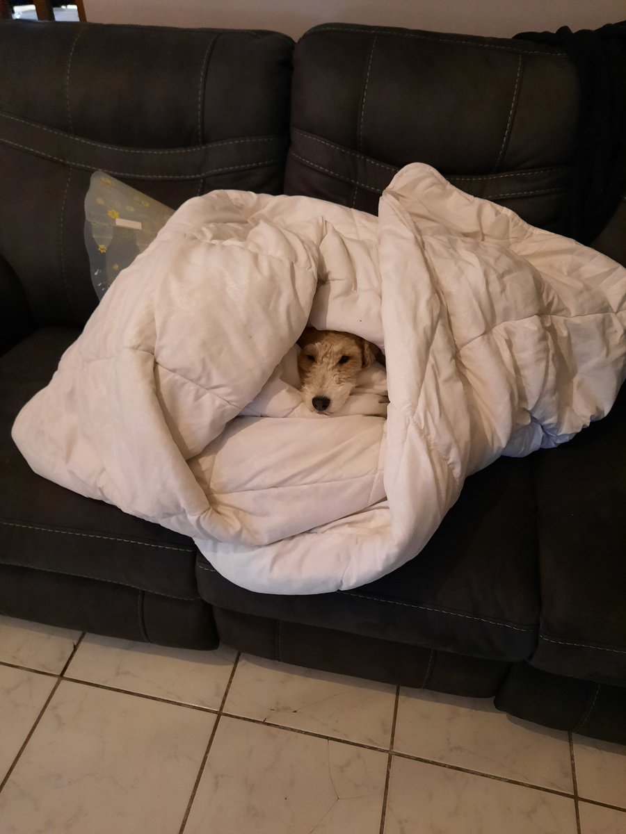 SWirefox's tweet image. This is how dad wrap me up when he goes to work ~Sakura~