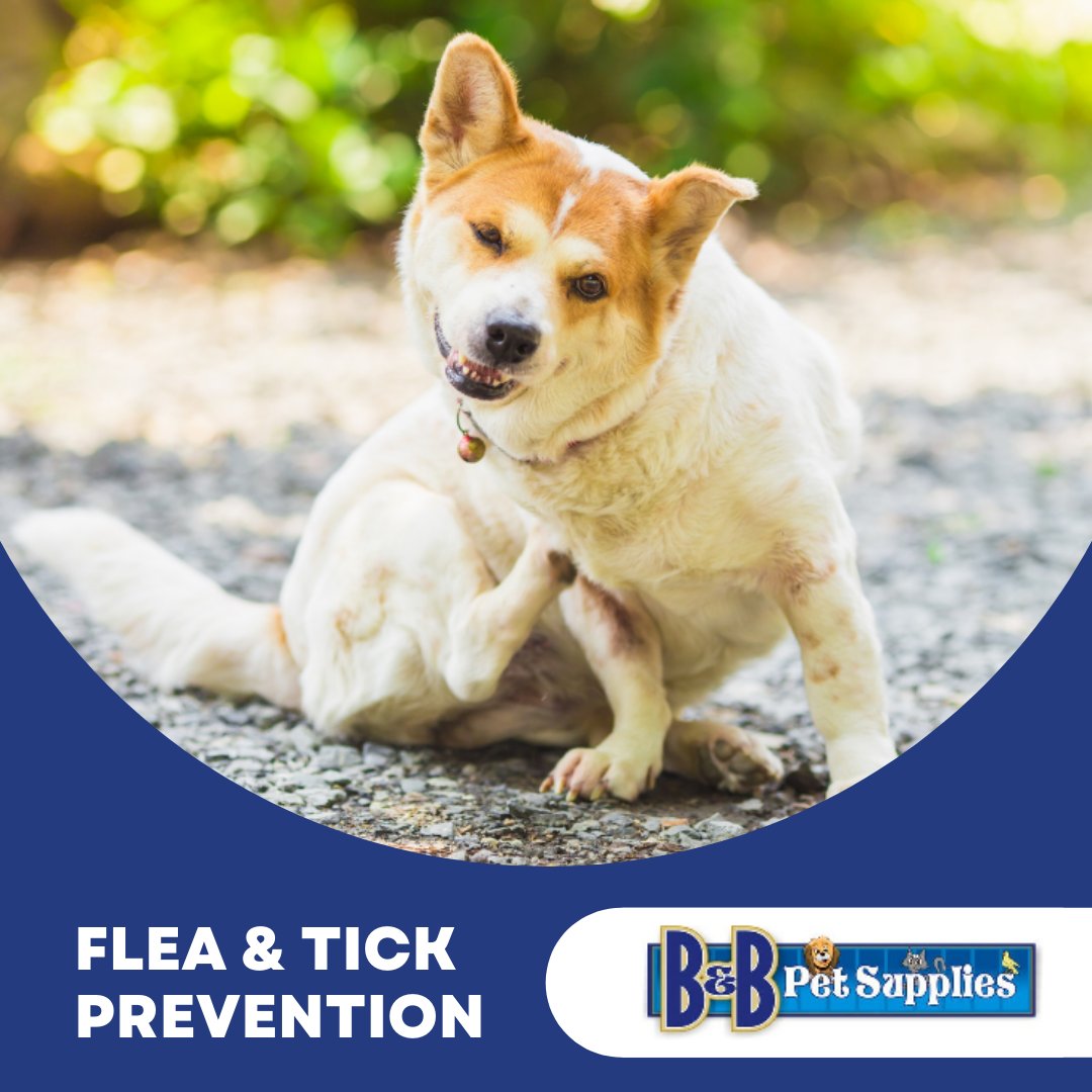 Make sure your pets are up to date with their flea and tick prevention.

We carry name brand products from Tickless, Zodiac &amp; Advantage in store.

bbpetsupplies.ca
#bandbpetsupplies #mitchellontario