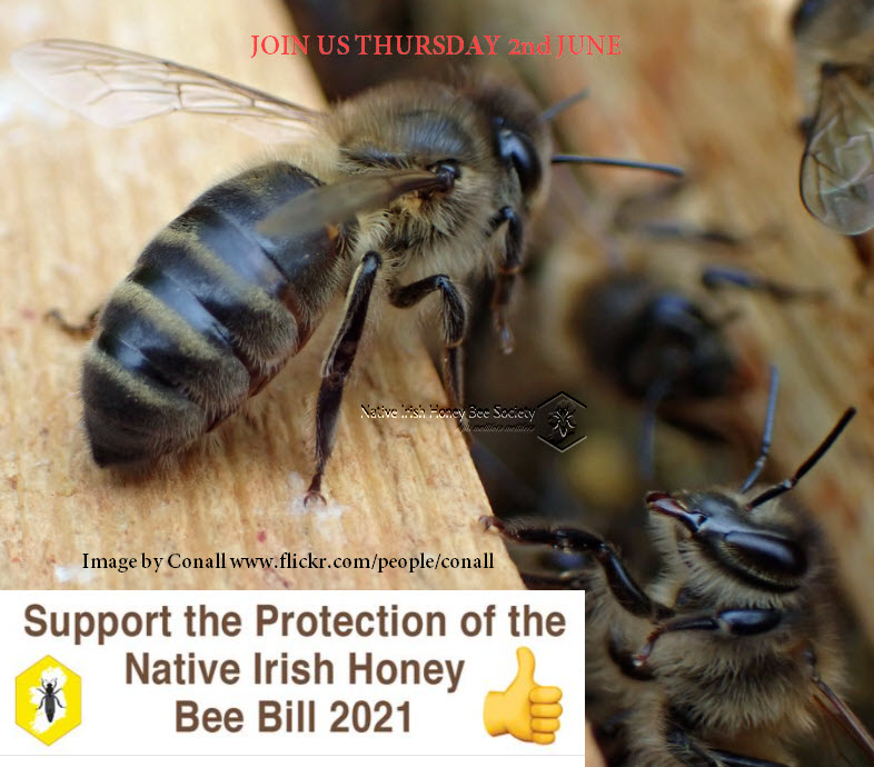 Join US! Come to Leinster House on Thursday 2nd June 11.30am,The Protection of the Native Irish Honey Bee Bill 2021 will go through its 2nd stage in the Seanad next Thursday, Write to your local Senators/TDs We’ve drafted a letter for you on our website: nihbs.org