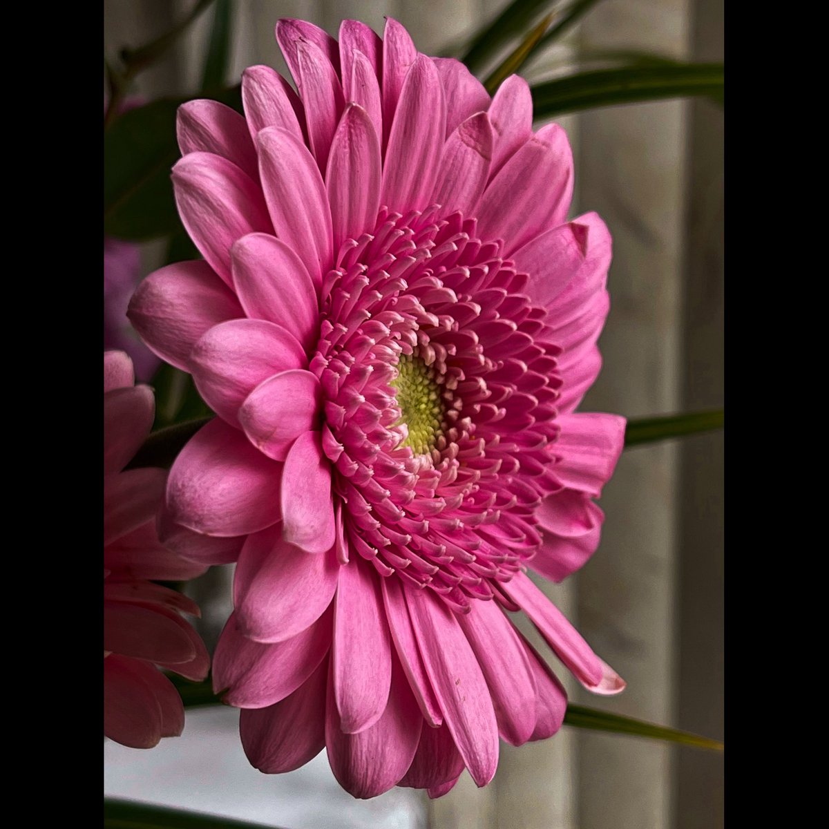 JCPhotos94's tweet photo. The Pink Gerbera.
•
iPhone 12 Pro Max 📱
•
#flowers #flower #gerbera #pink #pinkgerbera #pinkflower #newpost #pretty #likes #Mondayvibes #gerberaflower #iPhone12ProMax #apple #shotoniphone https://t.co/NjZqm134fK