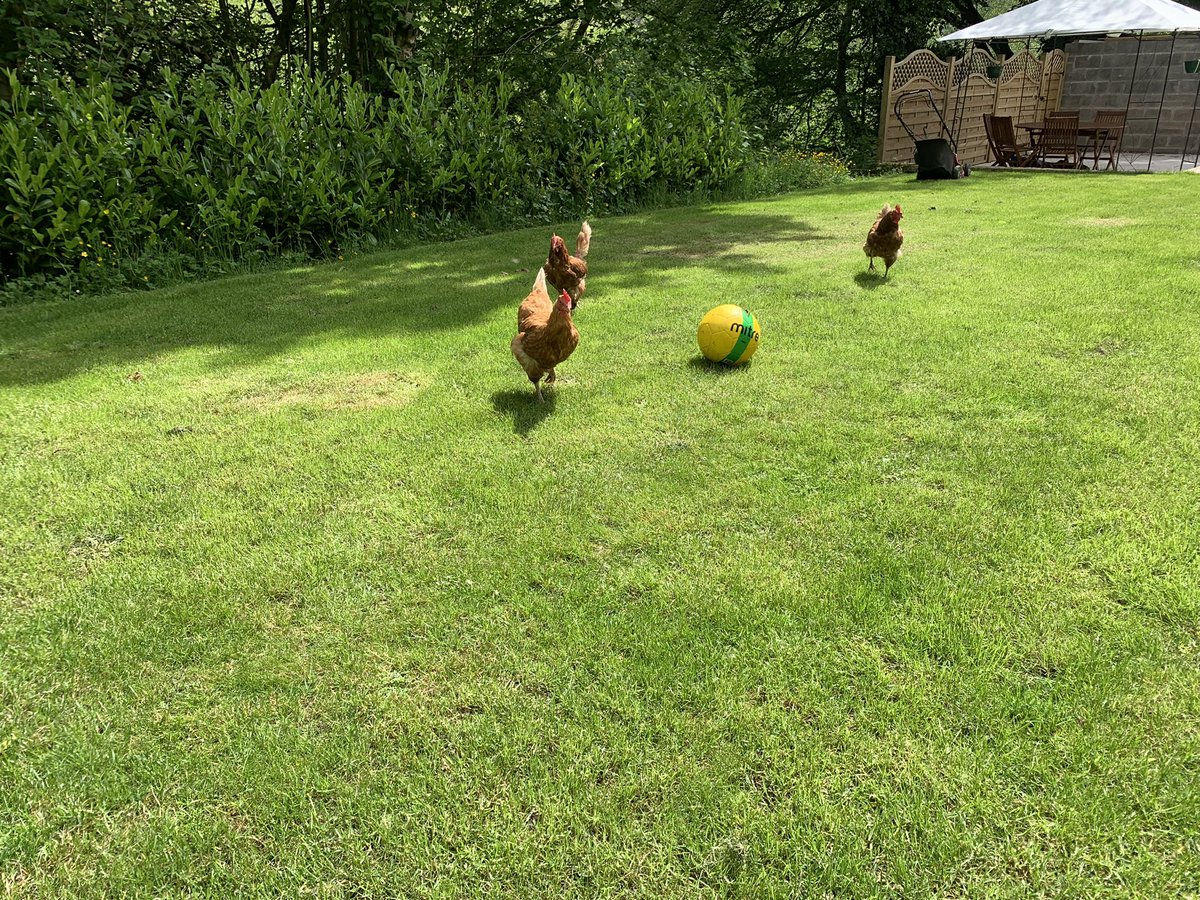 rach_jonesg's tweet image. Love seeing my @Freshstart4hens ladies enjoying their freedom, but I’m sure they are supposed to be on the other side of this fence and are definitely NOT allowed on the lawn 🙈🤔 #escapeartists