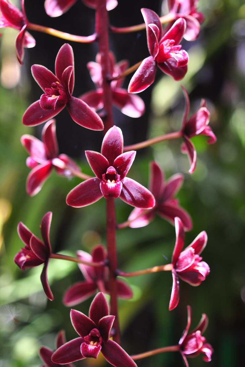 Cymbidium Alcor 'Embers' HCC/AOS, B/CSA @ Orchid Design