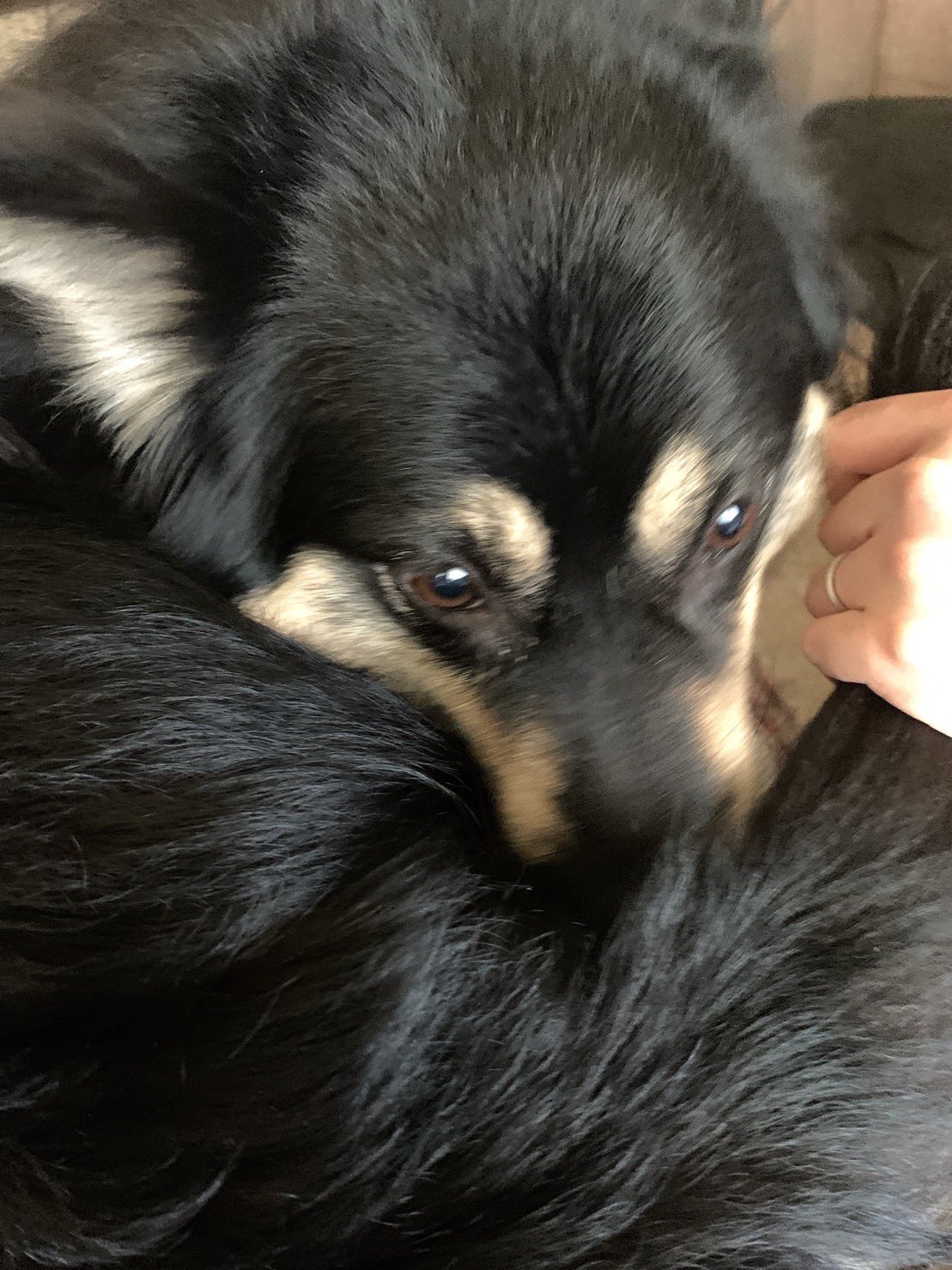 おりの 尻尾を噛む犬氏 うまく噛めないとグルグル回り続けて頭をどこかにぶつけるので 掴んであげないといけないのです T Co Mrk3mk8hhc Twitter