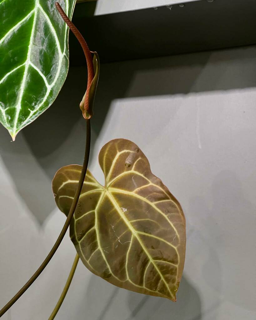PrinciplePlant's tweet photo. Anthurium hybrid ##anthuriumsanonymous #anthuriummadness #allaboutanthuriums #anthuriumcollection #leaftexture #ihaveathingforfoliage #ihaveathingforanthuriums #plantaddict #plantsofinstagram #plantstagram #plantcommunity #plantsmakepeoplehappy #anthuriu… https://t.co/GsUlwTuEe6 https://t.co/IjOIzSma0D