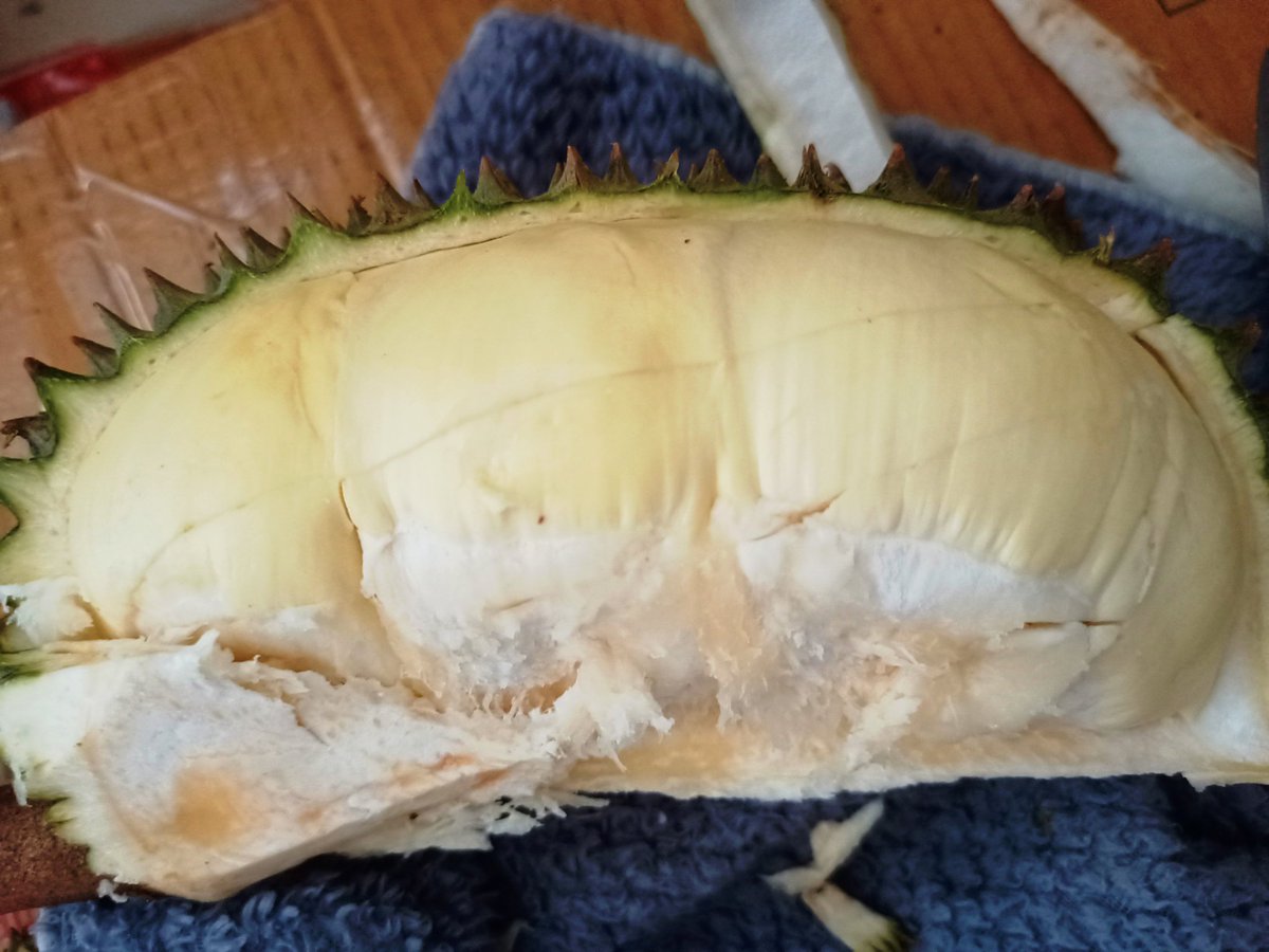 ปอกทุเรียนครั้งแรกในชีวิต ก็ได้ประมาณนี้ มีดเกือบจิ้มพุง ปอกเสร็จก็ลืมว่าเป็นทุเรียน เอาไปล้างน้ำอีก🤭

เนื้อเยอะมาก ใส่กล่อง size ยาวยังล้น งั้นกินน้องอวบทั้ง 2 ก่อน😋 ขอบคุณพี่สาวรวยและใจดีที่ส่งมาให้หม่ำค่ะ 🙏 <a href="/mukdasiriswad/">🇹🇭 Match 🇹🇭💛</a>