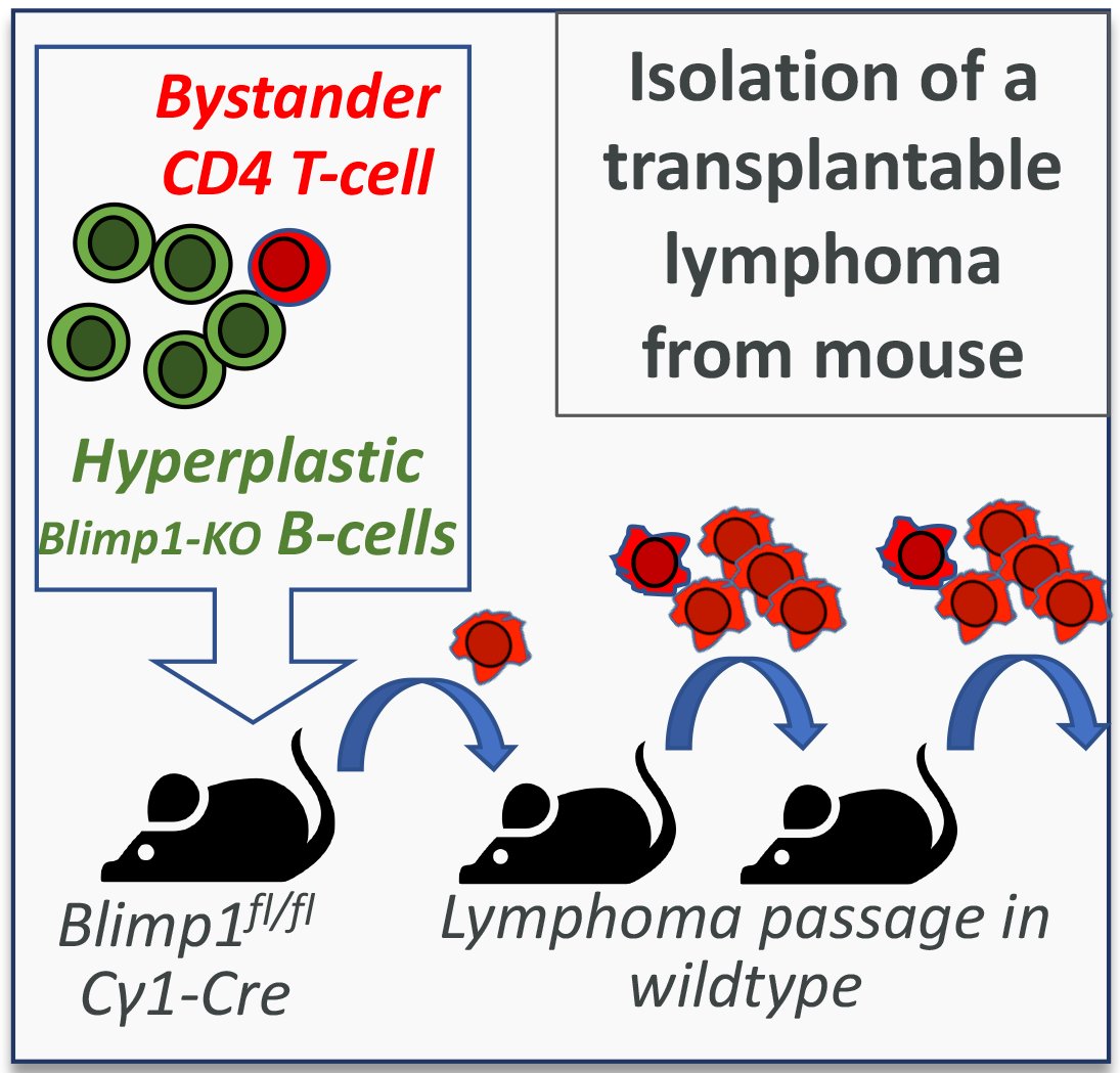 Our work @Thecrick where we ventured into #TcellLymphoma with colleagues @astrazeneca. In brief, we isolated a novel GATA3/#TFH mouse #PTCL in the context of a #BcellLymphoma and identified ATR as a candidate target. @EMBOPress @EmboMolMed @ReviewCommons tinyurl.com/mr2tfwt7