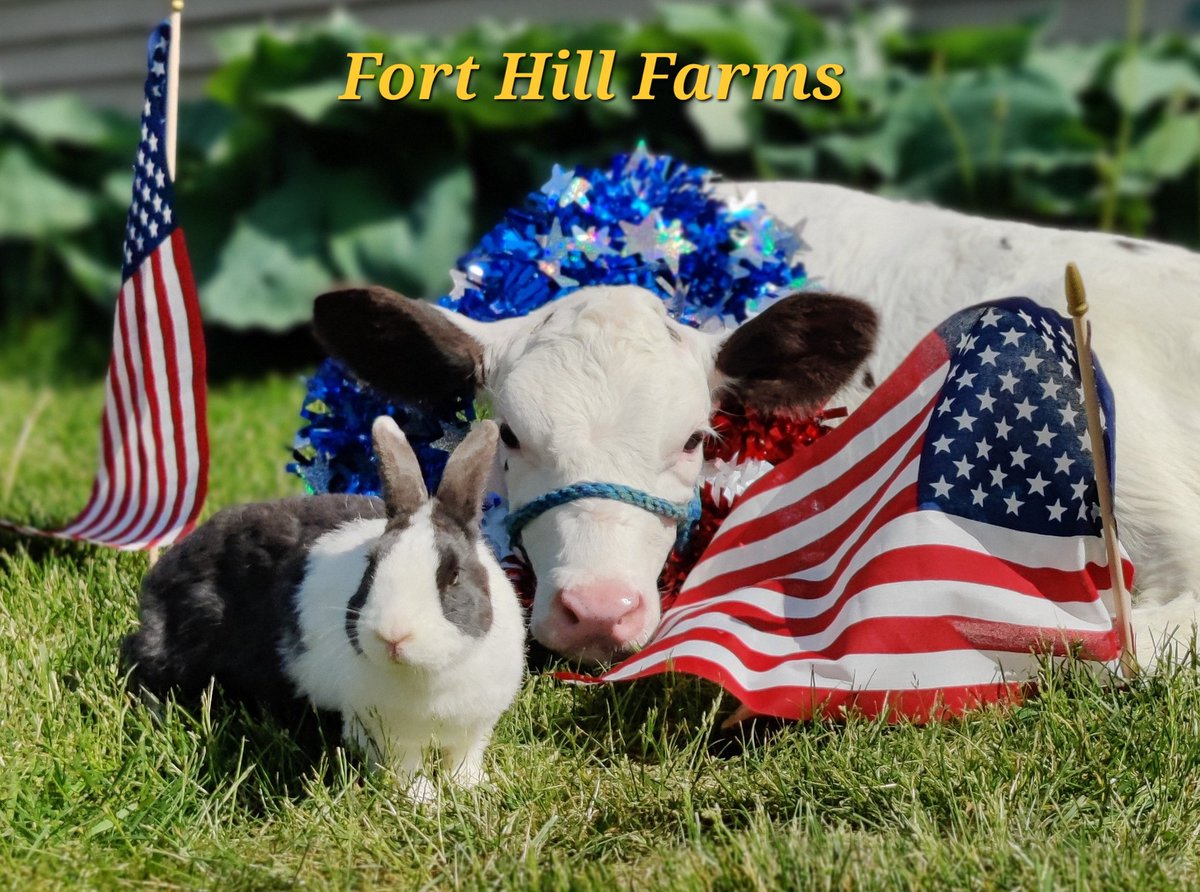 holstein1708's tweet photo. Have a GRATEFUL Memorial Day!! 

#Memorialday #calf #holstein #bunnyrabbit #redwhiteandblue https://t.co/CVzwpXIpfF