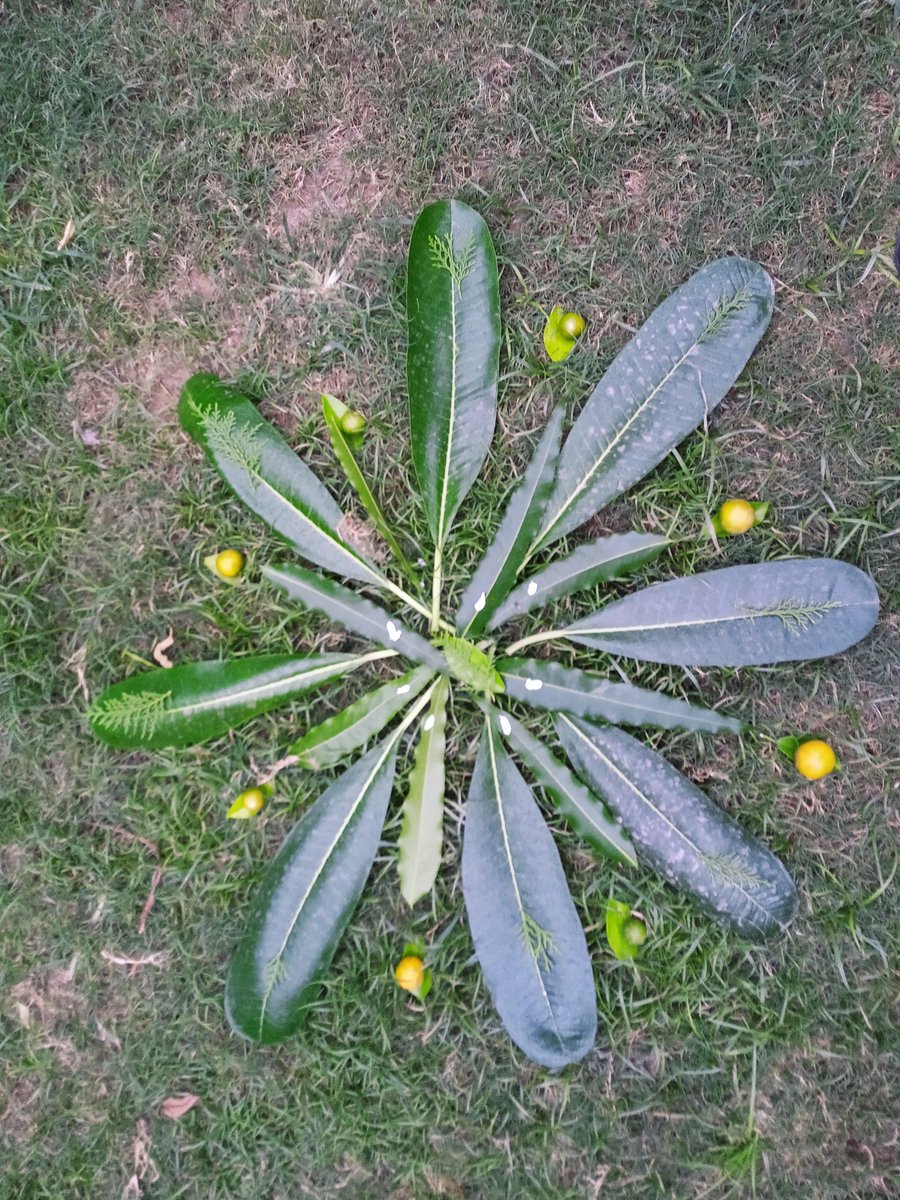 aanyajain810's tweet photo. I love art combined with compassion for nature!🌵🌿🍀☘️🌲🌳@rainajain8 @abhinavjainca20 @KanikaWadhera @Ritika1977 @sunita_rajiv @y_sanjay https://t.co/jrgD9v1WLA