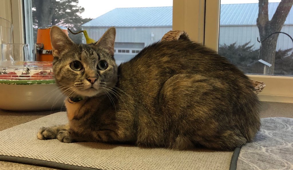 LucySkinnyjeans's tweet photo. Time to bake! Happy #kittyloafmonday #MemorialDay 🇺🇸💐
#ATimeToRemember #CatsOfTwitter #TabbyTroop #cats https://t.co/F8QqrQfIYu