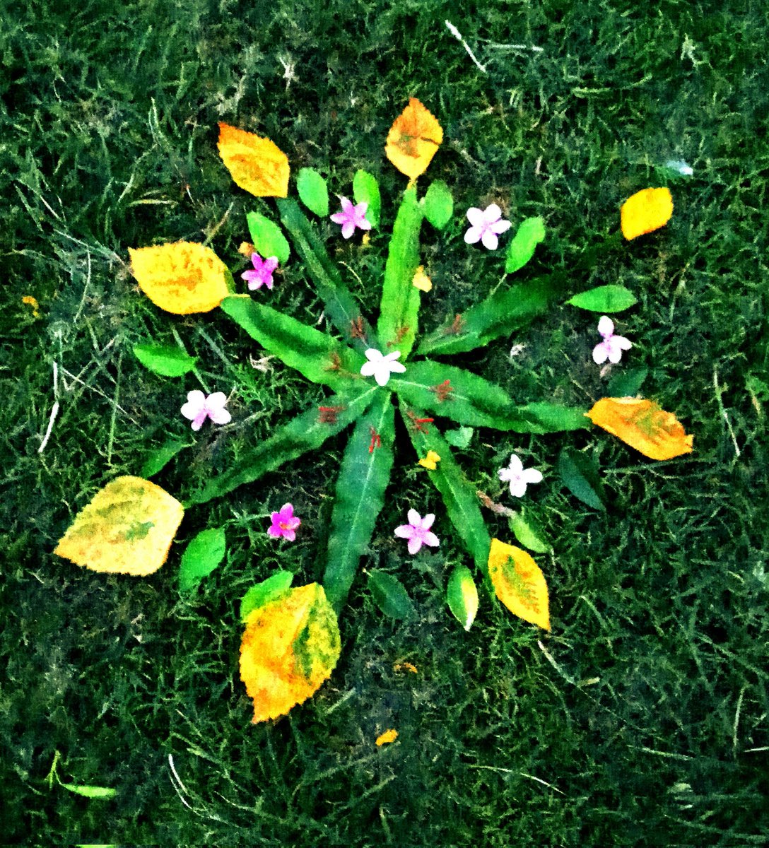 aanyajain810's tweet photo. Beautiful Nature! Combining art to nature! 🌳🌲🌵☘️🍀🌱🌿🪴🌵🎋 https://t.co/RUkDaglb6U