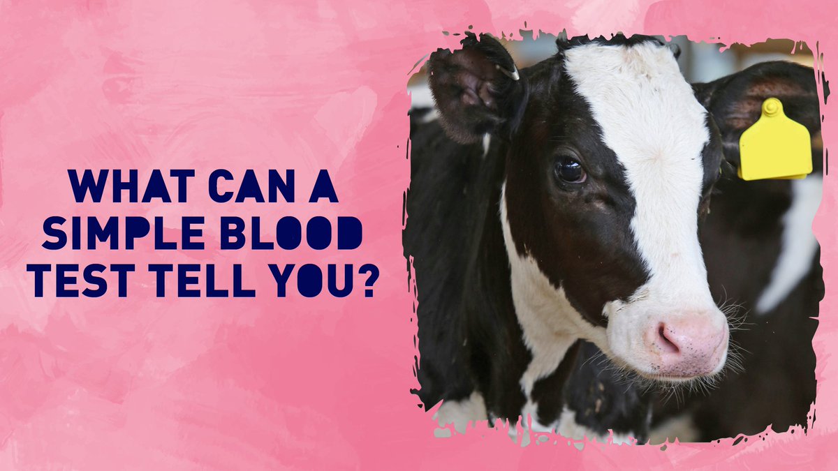 calfmatters's tweet photo. Calves need good-quality colostrum in the first few hours and days of their lives. Simple blood tests can track proteins that tell you if yours are getting enough. Find more on testing and vaccination: https://t.co/nzqDqR43Za #CalfMatters https://t.co/3CL4sT4Hnf