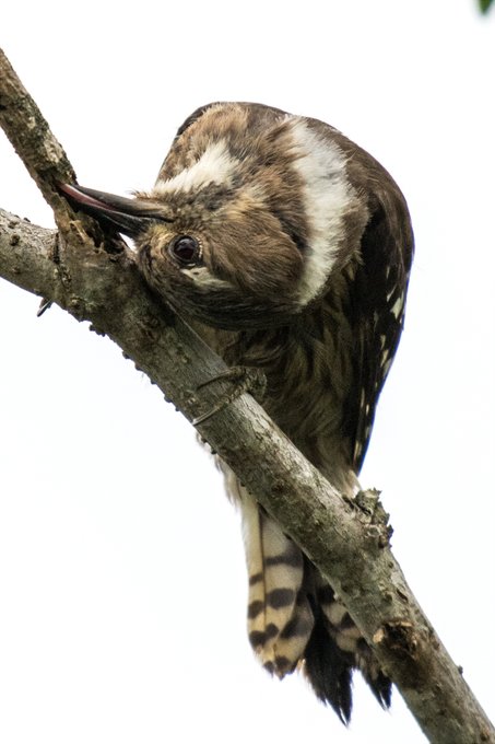 木の穴に舌を突っ込んでいるところを連写した
よく見るとちゃんと何かを捕まえている…… 