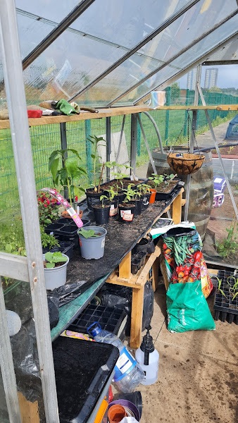 Cucumbers potted up at Growchapel Community Links Plot