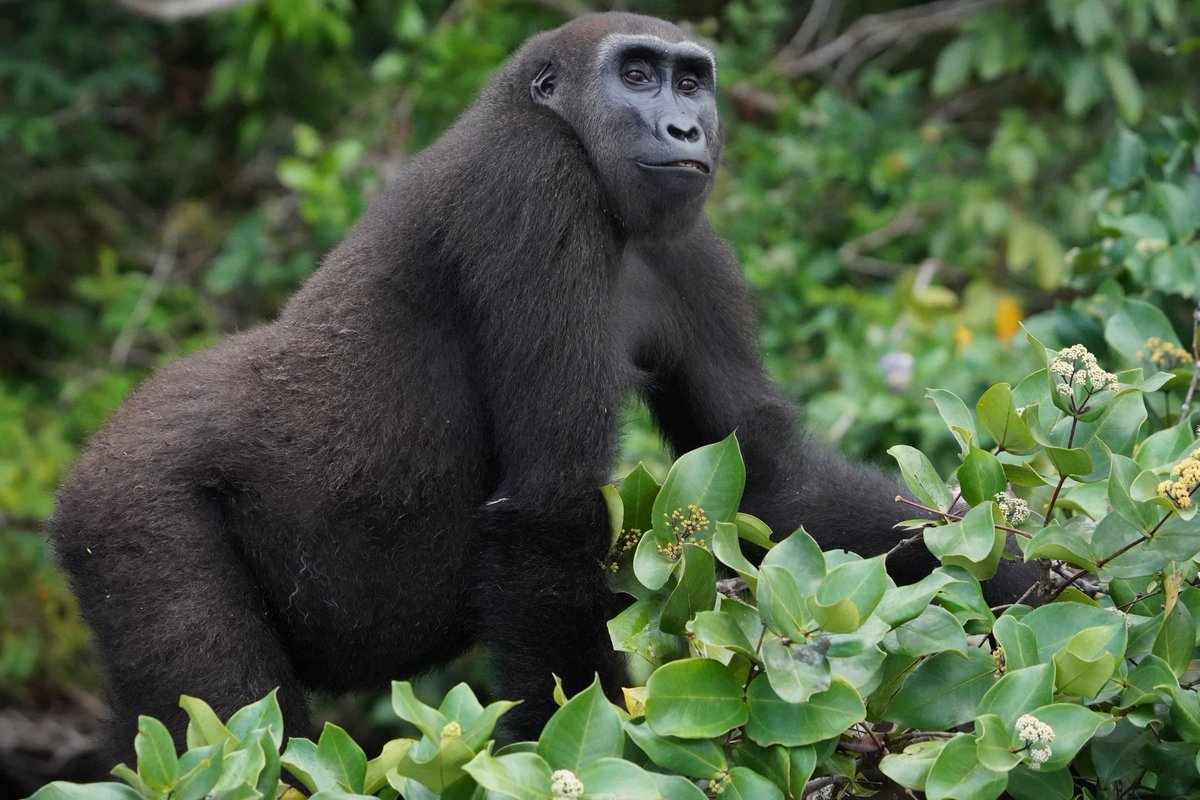 Strong, yet vulnerable, western lowland gorillas are critically endangered. 
#gorillas #Gabon #biodiversity #wildlife #Earth 
📸 Sean Bellon