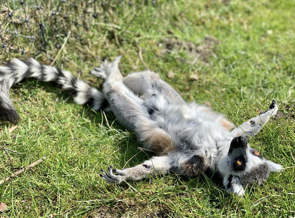 PeakWP's tweet photo. Alan’s guide to cloud spotting ☁️
☁️ Check for clouds
☁️ Pick a comfy spot
☁️ Lie back
☁️ Cross your legs (Pure Alan relaxation technique)
☁️ Enjoy
#AlanDay #CloudSpotting https://t.co/CYAouQ6kd7