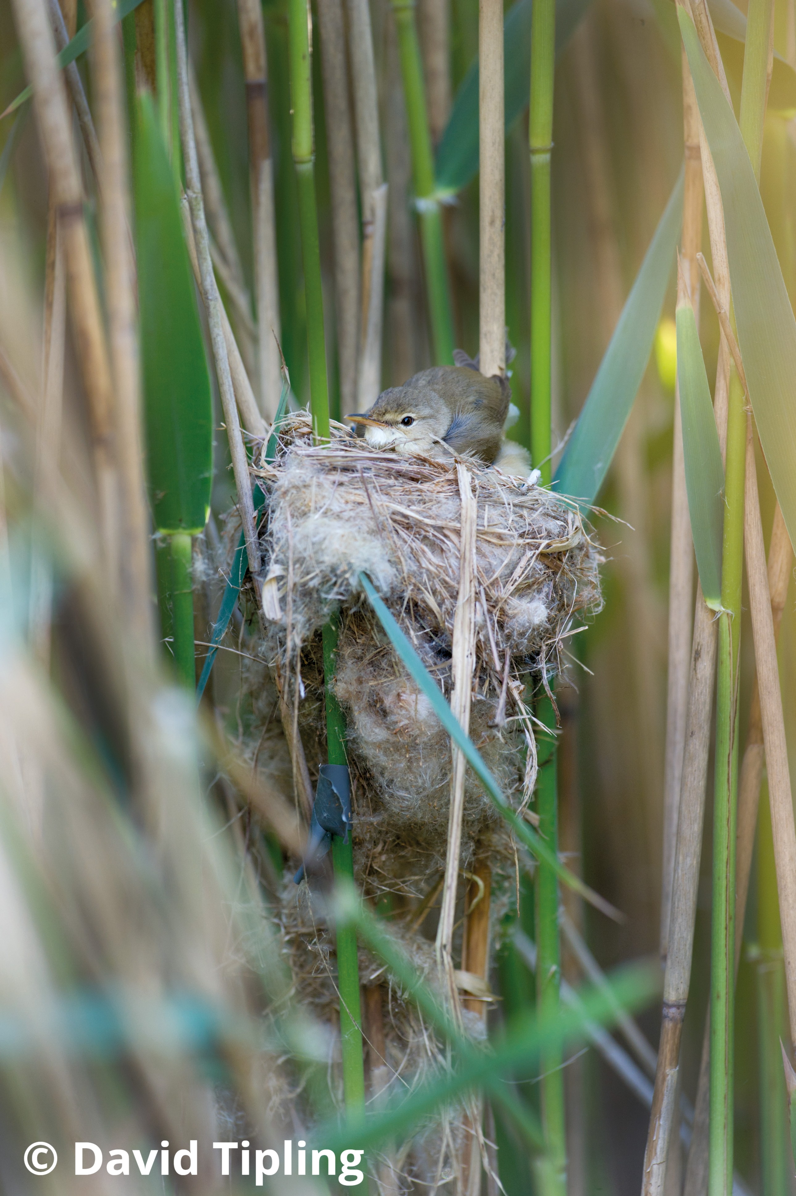 Great Reed Warbler nest