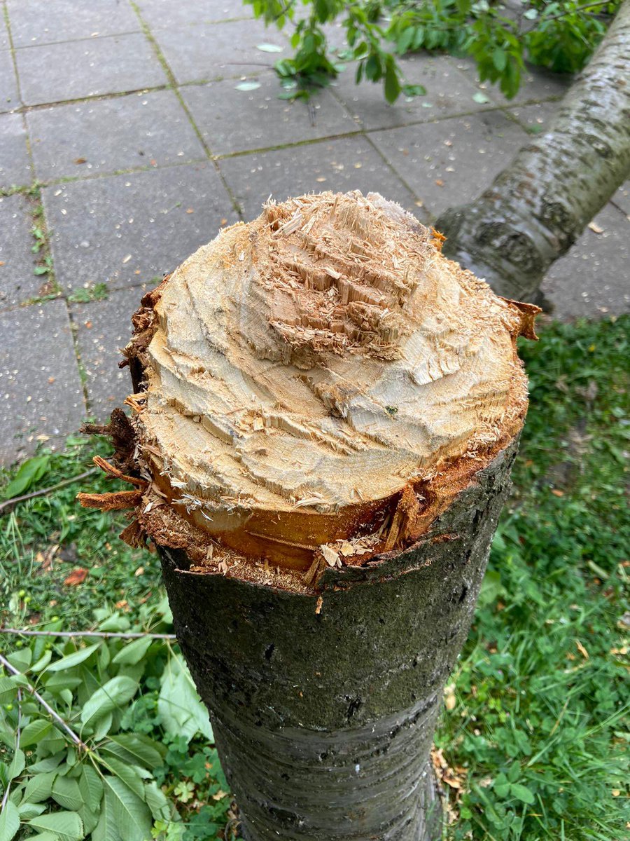infostaugs's tweet photo. Enough is enough. Short thread. Today we discovered our beautiful blossom tree had been chopped down last night. No reason. Just mindless vandalism in a garden we maintain and leave open for local people to enjoy. It’s a green sanctuary in an urban area. 1/5 https://t.co/xQHAabE1e3