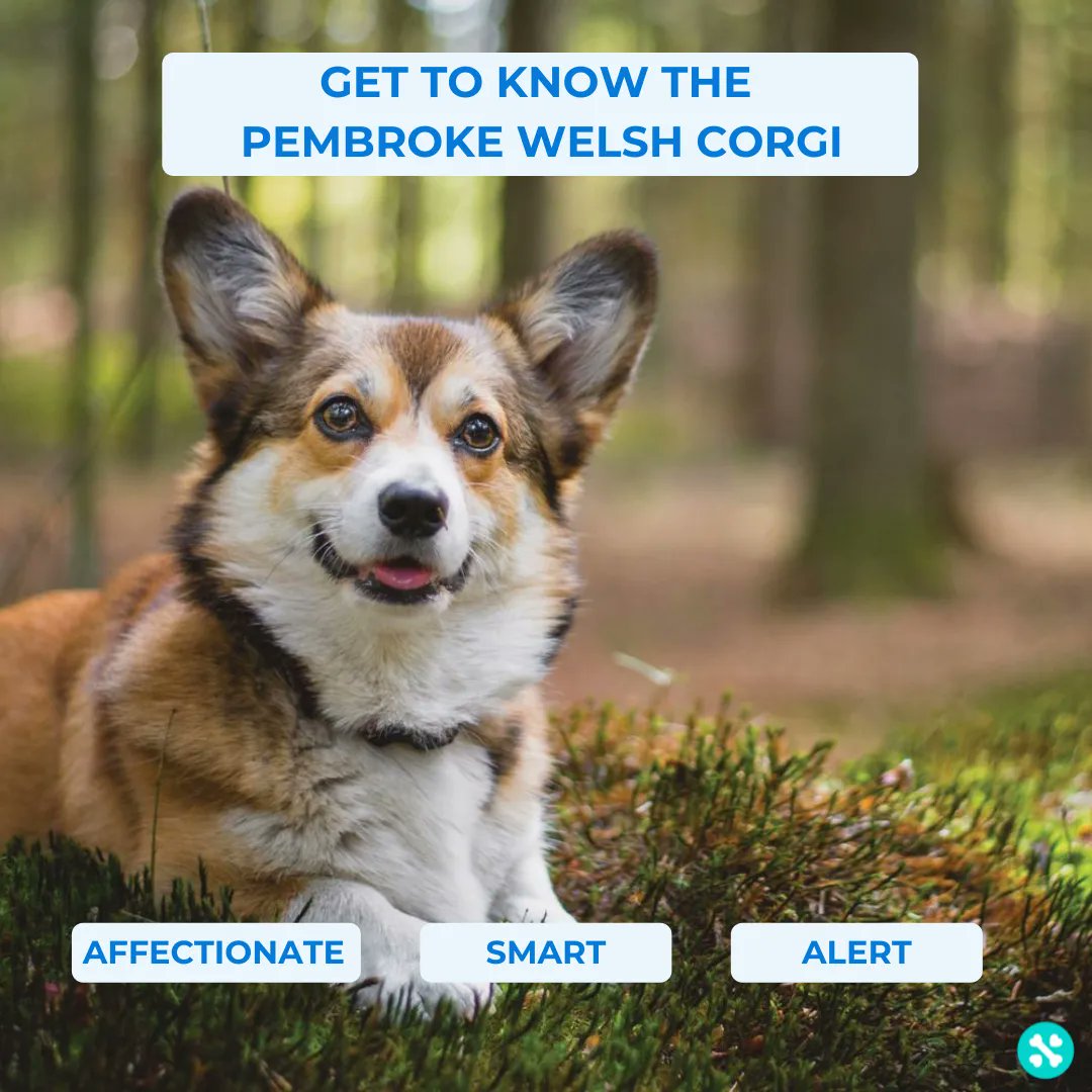 Tailwise 🐾 tweet media