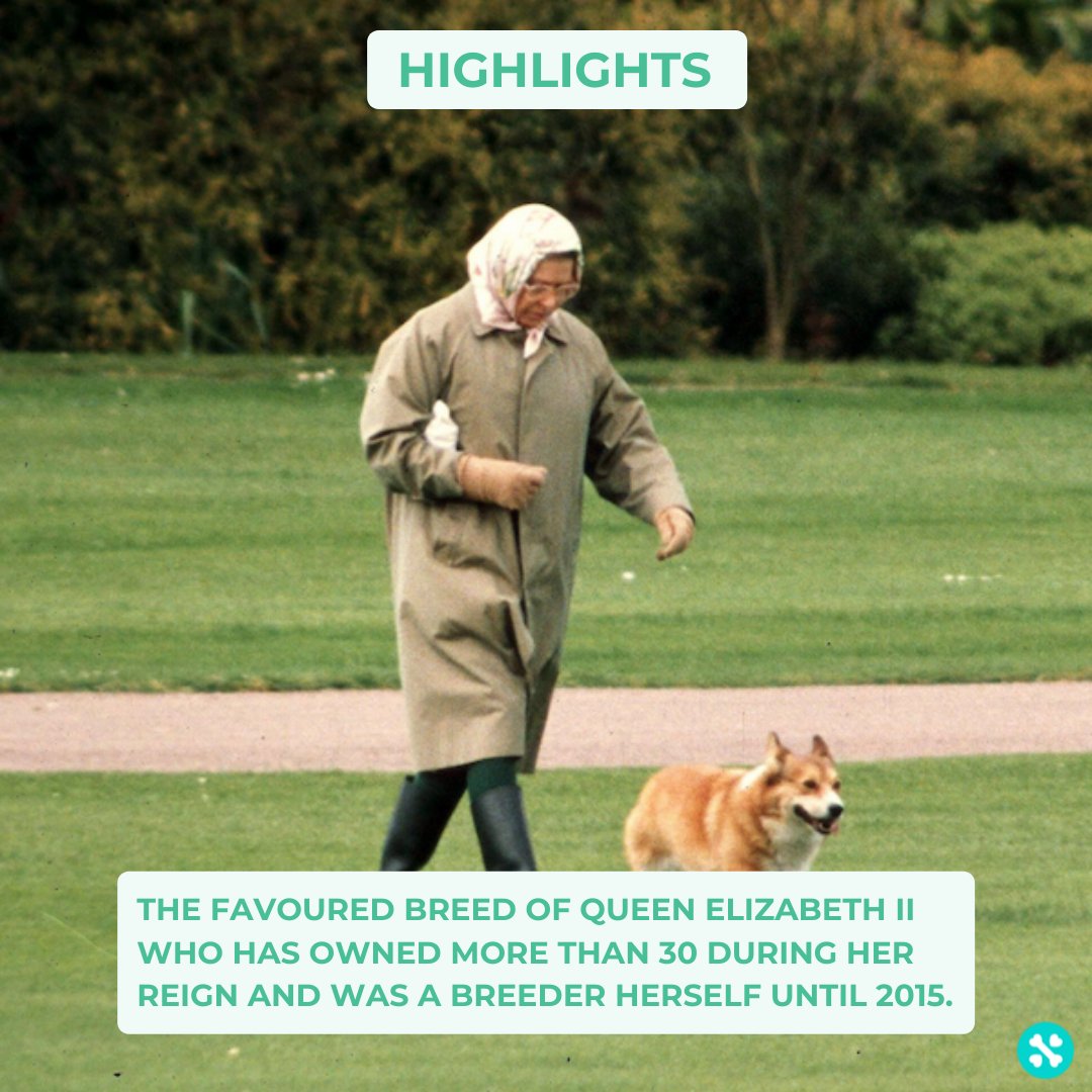 Tailwise 🐾 tweet media