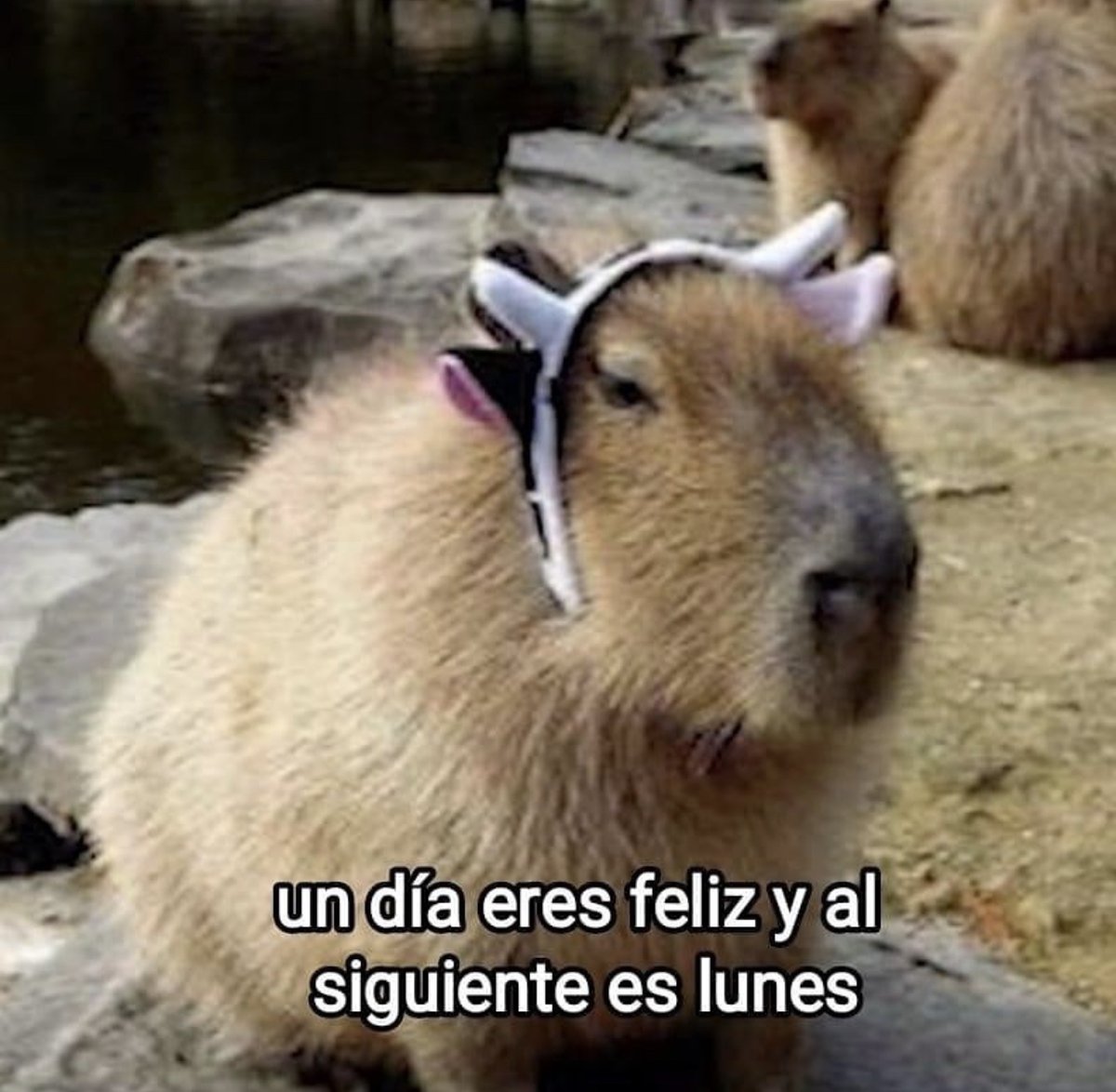 Guarromantico_'s tweet photo. https://t.co/5uflxuWPGS
