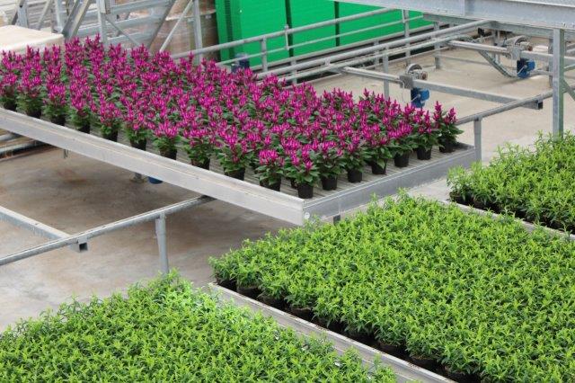 Kom in de Kas 2022 - op 11 en 12 juni kun je weer een kijkje nemen op diverse kwekerijen. Bekijk de lijst met 9 kwekerijen welke interessant zijn voor tuinliefhebbers op mijn #tuinblog tuinhappy.nl/kom-in-de-kas-…
#komindekas #komindekas2022