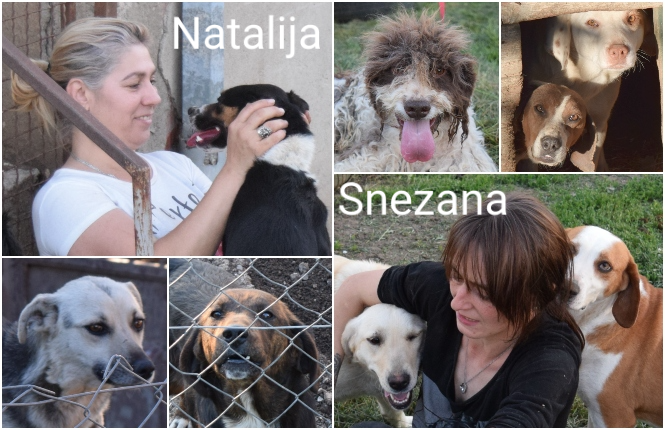 bandnentx2's tweet photo. #Anipals #ClickerCrew #StrongerTogether2022
SOS Starvation 146 Serbian Dogs #FAILED yesterday‼️
#ClickForFree and/or #Donate under each category‼️
Rather than just click the red button, you should choose the one(s) with the least amount of time‼️
https://t.co/AdkGNYjwPz https://t.co/aXNRsU4gXU