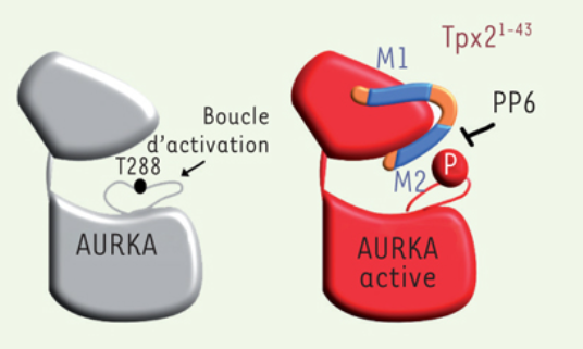 ms_MedSci's tweet photo. L'entrée en #mitose d'une cellule s'accompagne d'une réorganisation de son architecture, sous le contrôle de #kinases qui s'activent en cascade. Le mécanisme complexe de l'activation de Aurora kinase A, située au sommet de cette cascade ➡️ https://t.co/wdCyWEMqhh #oa @IJMonod https://t.co/VpdG1bH6Kz