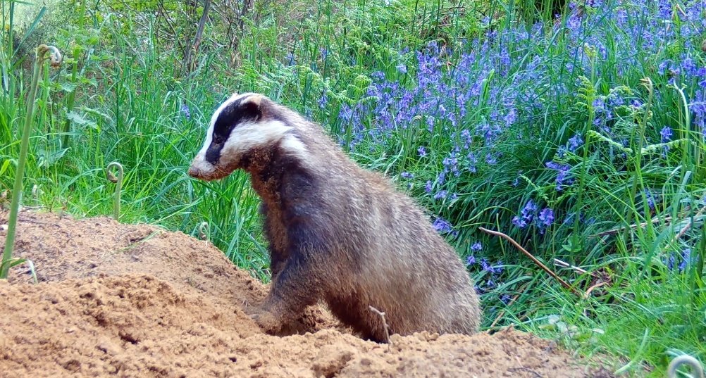 One of our local badgers, a weary mother of three cubs, caught on trailcam earlier this week!