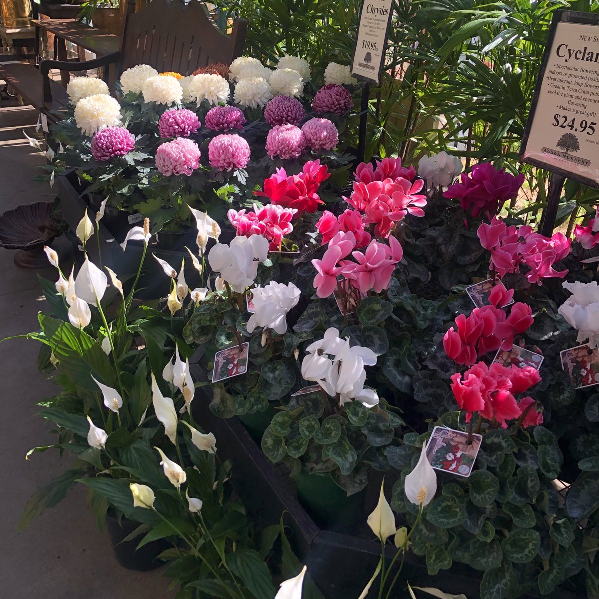 hot girl walks to my local garden nursery