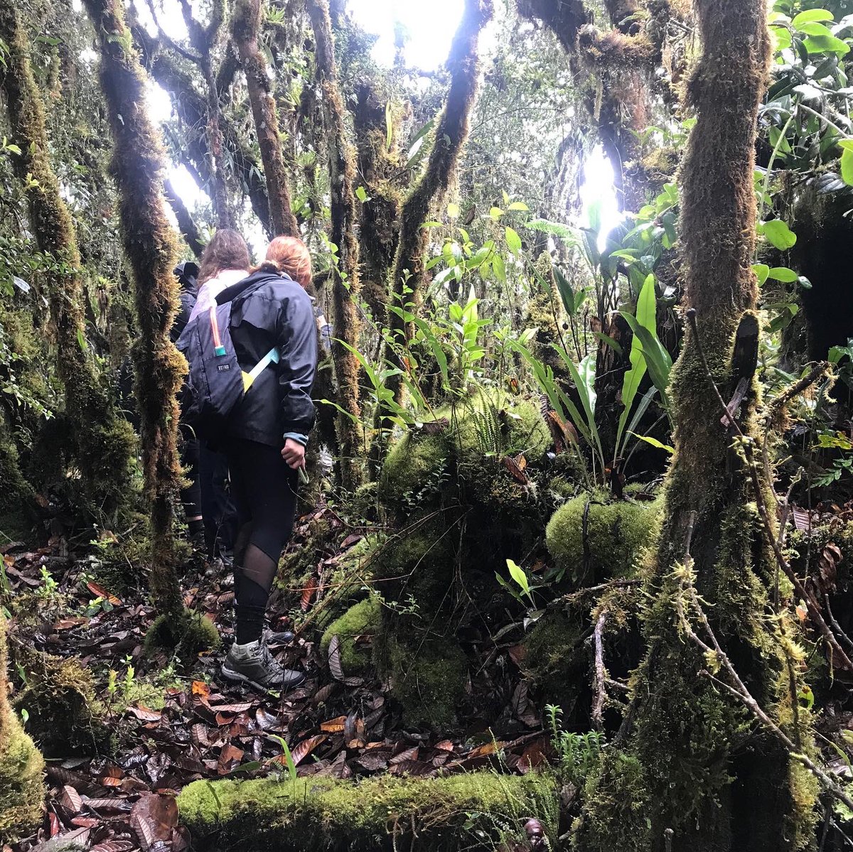 andreuchisbo's tweet photo. Para angustias electorales, baños de bosque andino 🌳🦌…
#chingaza
#reservaelpalmar
#embarrada https://t.co/qoAO28nafw