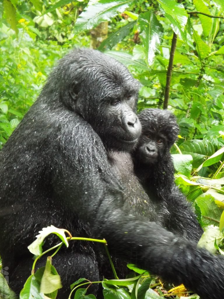 VeryTastyWorld's tweet photo. Although it has its fair share of excellent safari locations, Uganda is also well known as a top destination to see primates. We trekked to see the critically endangered mountain gorillas in Bwindi Impenetrable. https://t.co/AnzUrZSOY9 https://t.co/nDYbOJIGGh