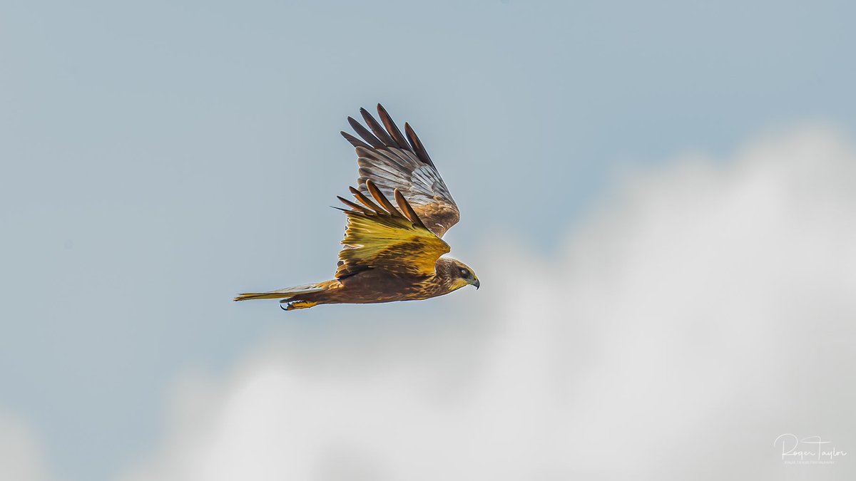 rogertaylorphot's tweet photo. Lovely Marsh harrier Hickling Broads on Sunday
@NorfolkWT
#bbcwildlifepotd
#TwitterNatureCommunity
#photography
#nature
#cpfeatureme https://t.co/2Q5zFFoW15