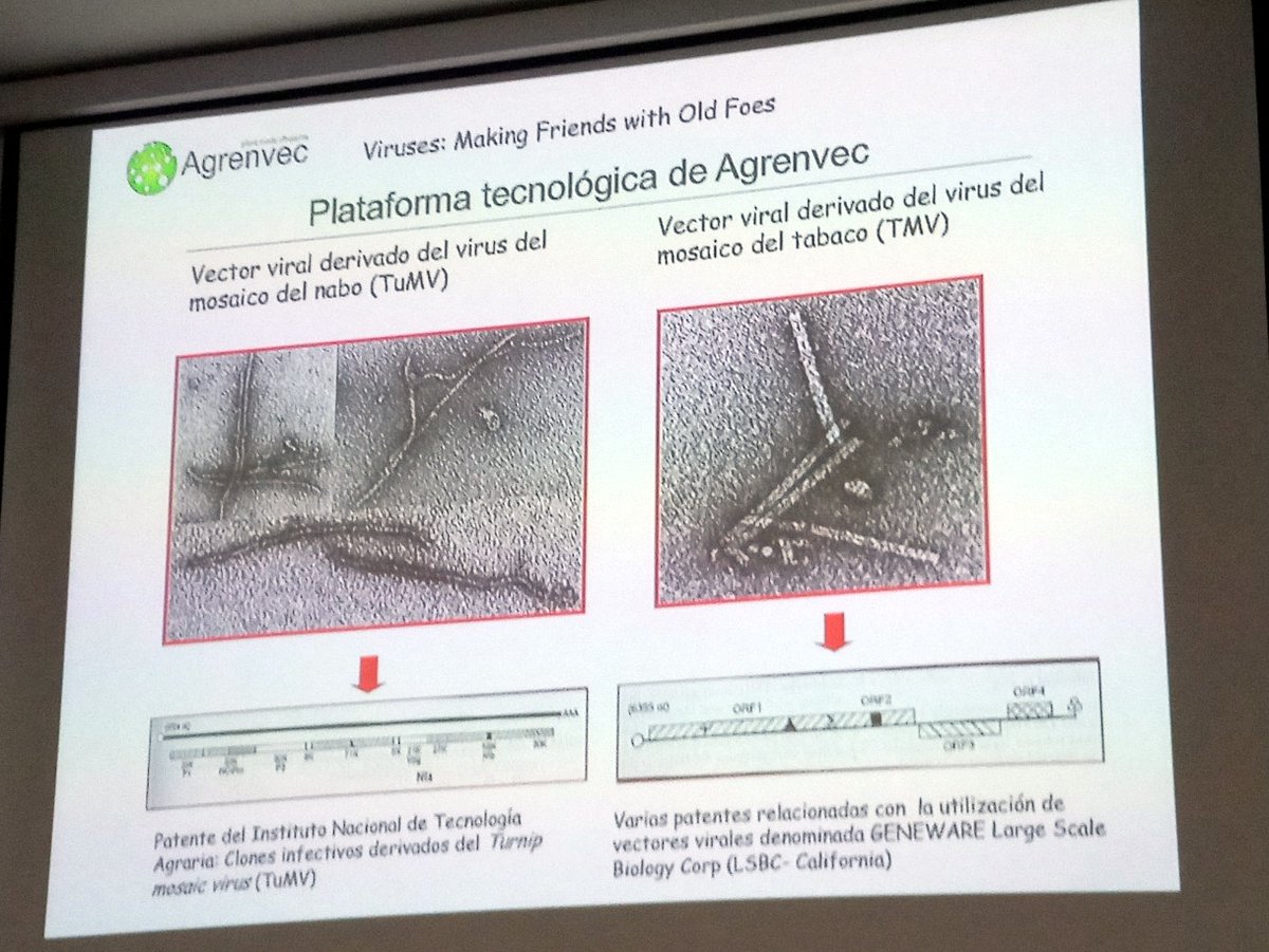 renaviplant's tweet photo. El broche para esta sesión #biotecnologia 
¿Quién mejor que una empresa aplicando tecnología con virus de plantas?
Pablo Lunello, responsable de I+D de @agrenvec, quién además patrocina #RenaVIplant3, nos habló de esta #biotecnología y sus lineas de trabajo
#MolecularPharming https://t.co/xLrjMoaSP2