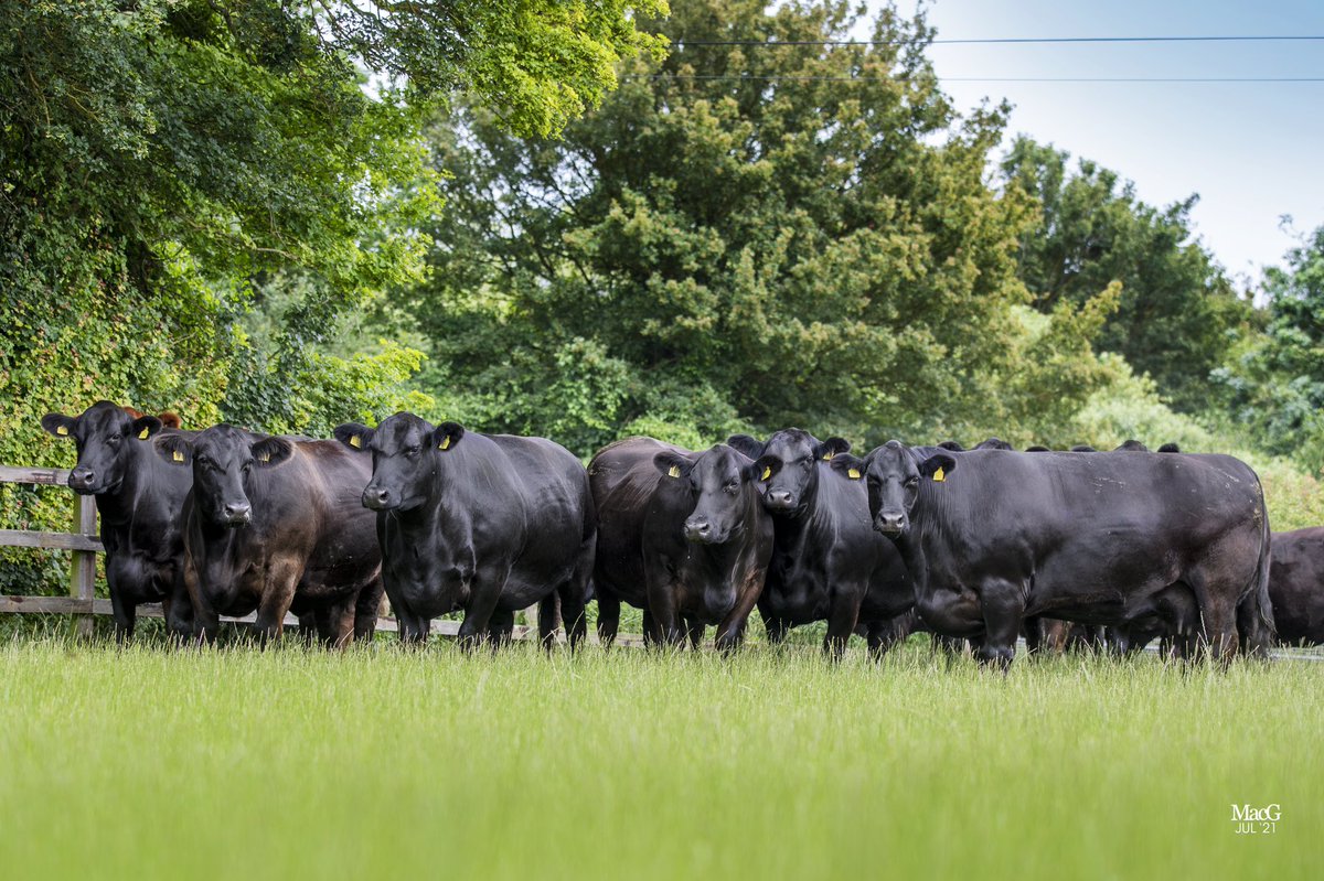A huge well done 👏 to Rob Clarke and his team, who sold the Shadwell Aberdeen Angus herd for a total of £650,000 at Skipton on Saturday.

This included record average prices for yearling heifers and in-calf heifers 🙌 

A top price of £29,400 was paid for a cow and heifer calf.