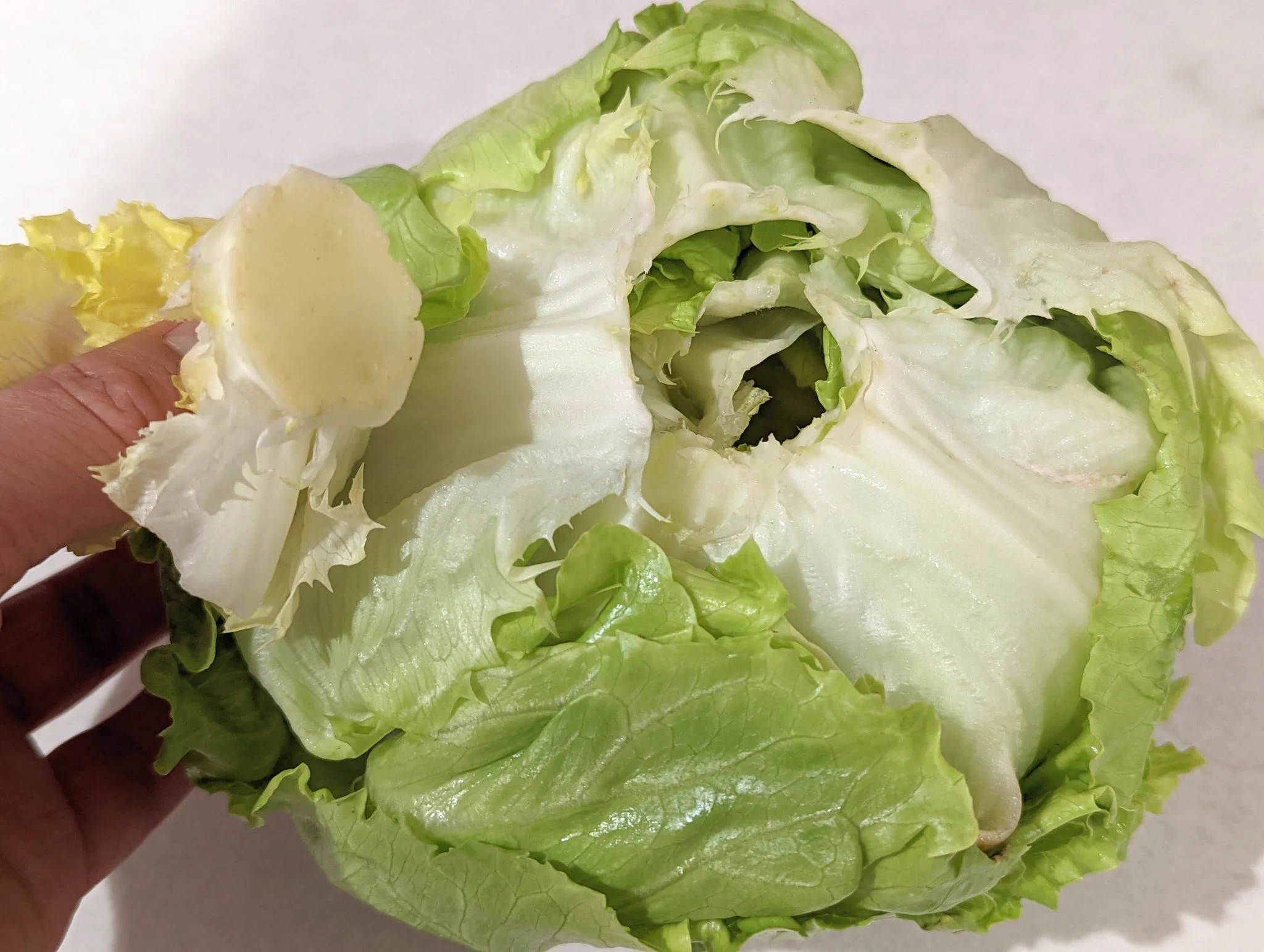 レタスを買ったときは忘れずに実践したい！レタスを長持ちさせる方法！