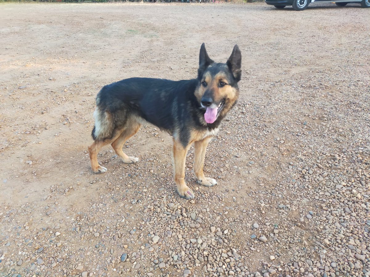 ANIMAEX2013's tweet photo. Este perro se encontró ayer en "Los Canchales" en Montijo. Es un joven adulto, muy bueno y cariñoso. Está en la perrera de Montijo. Si alguien lo reconoce que nos lo diga. Pasado los 21 días se puede adoptar si nadie le reclama. https://t.co/QbbDlB8K7i