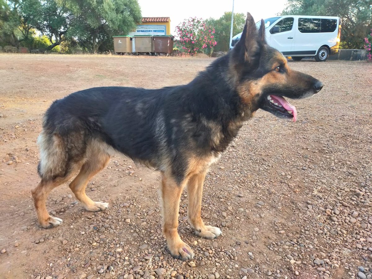 ANIMAEX2013's tweet photo. Este perro se encontró ayer en "Los Canchales" en Montijo. Es un joven adulto, muy bueno y cariñoso. Está en la perrera de Montijo. Si alguien lo reconoce que nos lo diga. Pasado los 21 días se puede adoptar si nadie le reclama. https://t.co/QbbDlB8K7i