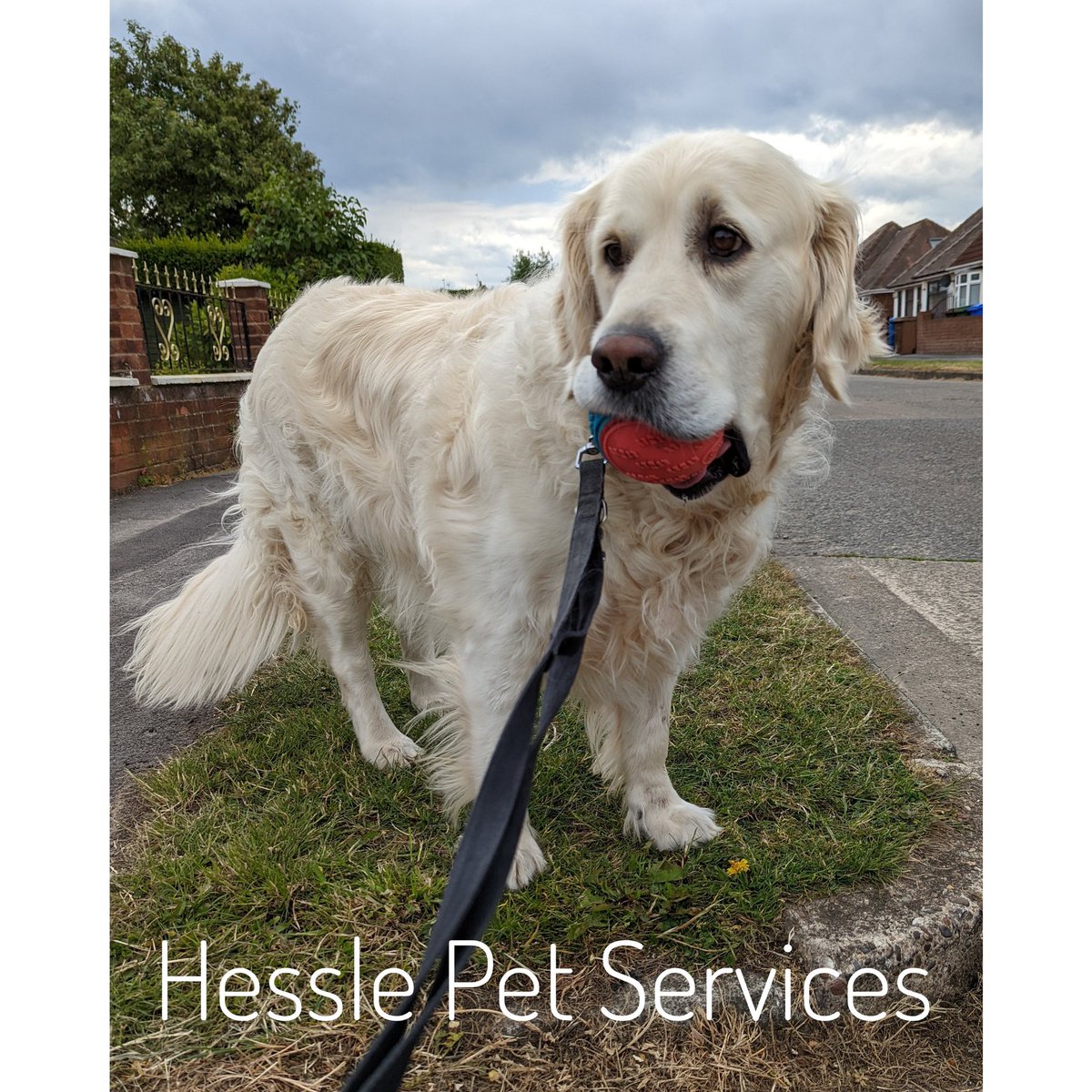 HesslePets's tweet photo. He insisted on taking his ball on his walk 😍
#dogwalker #Hessle #goldenretriever #camerashydog #dogsoftwitter https://t.co/AbDr7sLyar