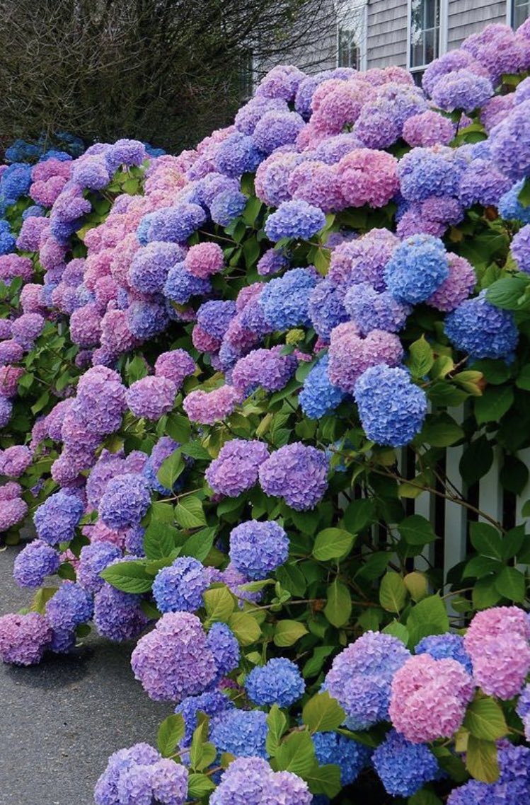 imuasan's tweet photo. hydrangeas<3 https://t.co/5iPHc0ZPGh