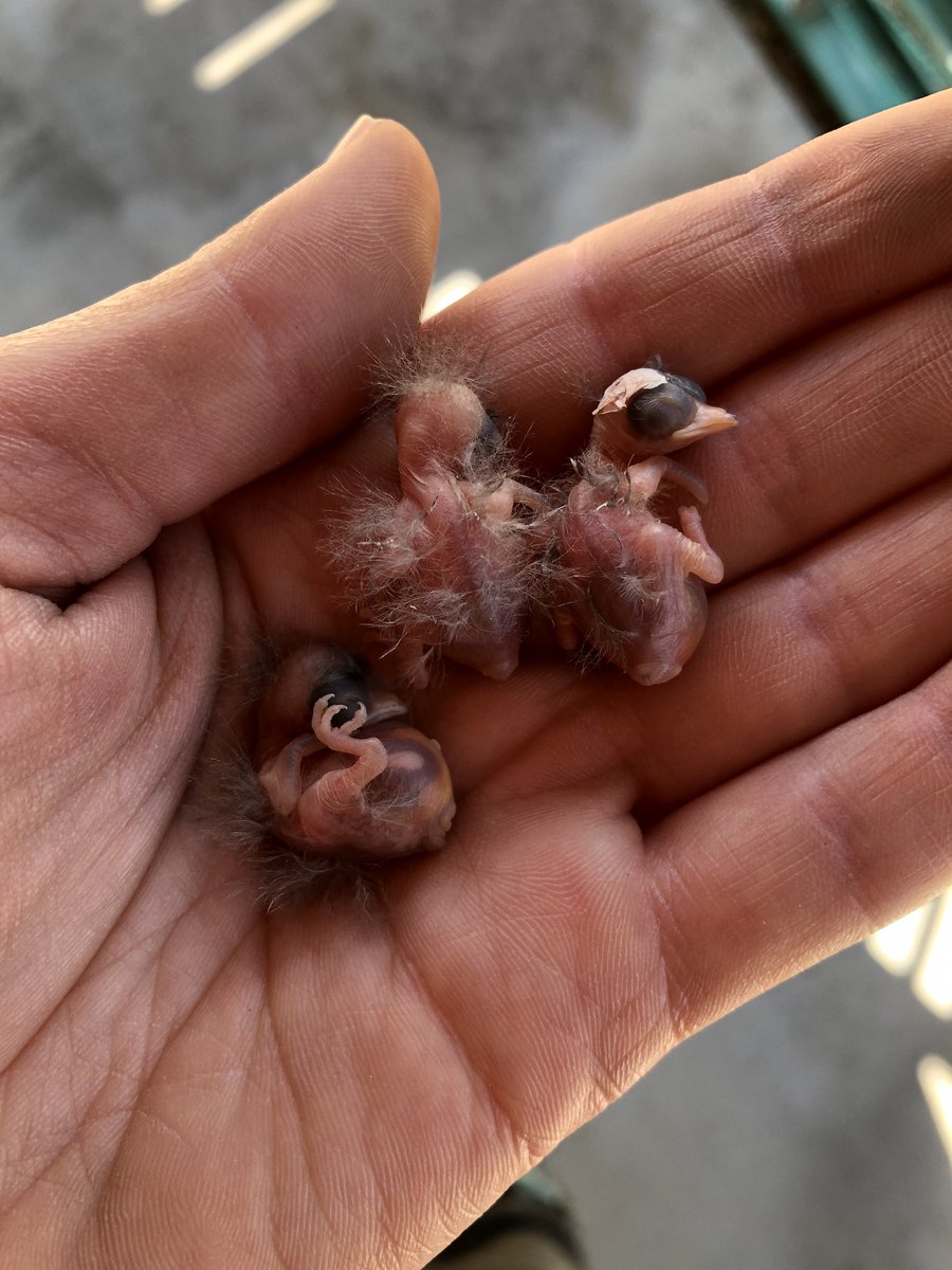 American Genetic Association tweet media