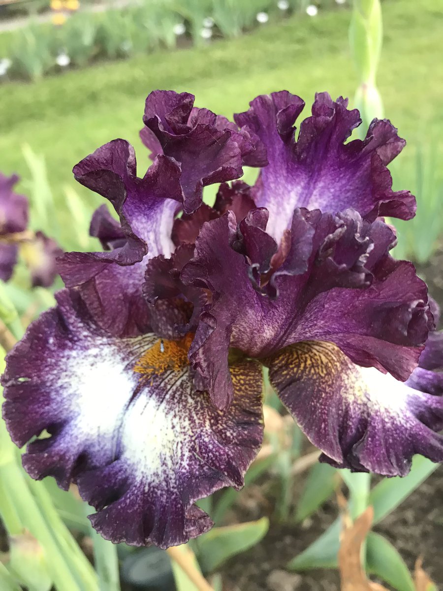 tschaudhuri's tweet photo. The exquisite, intricate and colorful blooms of Iris…
#iris #flowers @PresbyIrises @essexparks #uppermontclair https://t.co/3ay3UxEFb8