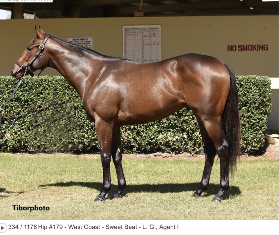 PeterKirwan20's tweet photo. Boxster #PetersPicks @OBSSales March Grad. Entered, TH Race 2 MSW @ChurchillDowns         Good Luck  Eddie Kenneally &amp; Homewrecker Racing https://t.co/xJc1yIvrZU