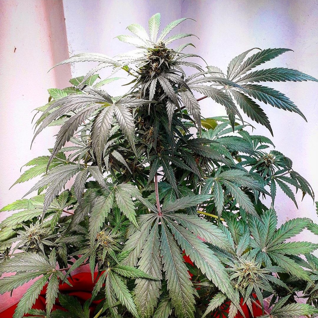 KannabiaSeeds's tweet photo. 📷 SWISS DREAM CBD by #KannabiaSeeds 🌱 @IntKannabia
@Kannabia_Samen @Kannabia_US
📸 Gracias al amigo #kannabista de IG @cannikushgold 🙏🥳🧡💚
ℹ️ #SwissDreamCBD #collectionseeds ➡️ https://t.co/i8ZiFCyXqJ

#CBD Seed ⚕️
Indica dominant
#medicalmarijuana #cannabisculture #CBDSeed https://t.co/fDd6zY3xhS