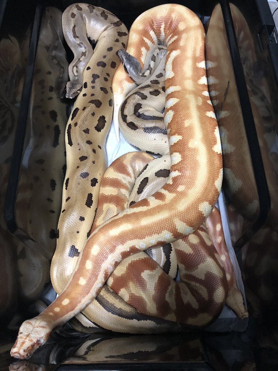 angersnake's tweet image. 5kg超えのブラッドパイソン4匹一斉にメンテ
😂明日筋肉痛予定
T-アルビノと007同時排泄なんかエグすぎ_(:3」z)_
ウンコだけで400gオーバー笑笑
#ブラッドパステル
#爬虫類
#bloodpython
#血蟒
#マトリックス
#ゴールデンアイ
#アルビノ
