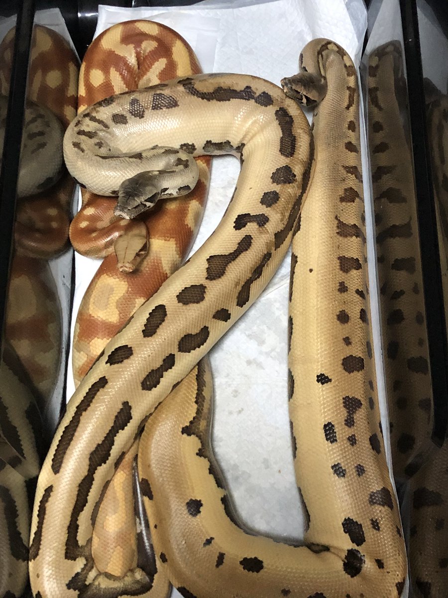 angersnake's tweet image. 5kg超えのブラッドパイソン4匹一斉にメンテ
😂明日筋肉痛予定
T-アルビノと007同時排泄なんかエグすぎ_(:3」z)_
ウンコだけで400gオーバー笑笑
#ブラッドパステル
#爬虫類
#bloodpython
#血蟒
#マトリックス
#ゴールデンアイ
#アルビノ