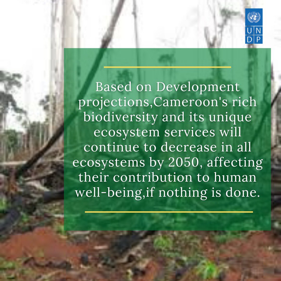 PNUDCameroun's tweet photo. On this day that Cameroon 🇨🇲 celebrates International #BiodiversityDay 2022,we all need to take action to “build a collective future for all life on #Earth. @BESNet_UNDP @UNDPAfrica  @UNDPClimate @UNDPClimate @JLStalon https://t.co/OzomFgEVAD